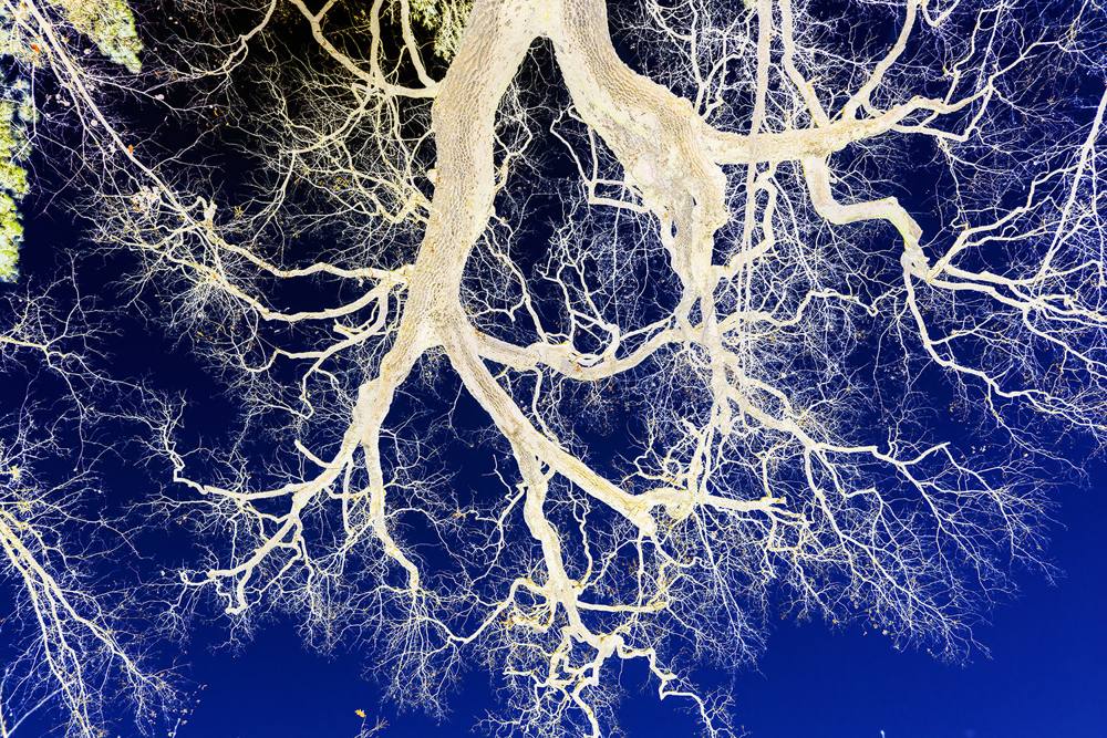 Rhizome